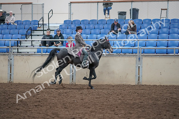 2019 Morgan Horse Show - Aug 31, 2019 - 09720