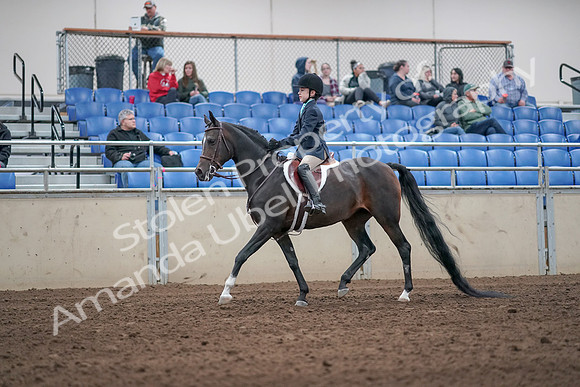 2019 Morgan Horse Show - Aug 31, 2019 - 19495