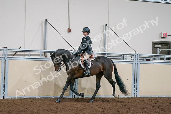 2020 - AB Morgan Horse - Sun, Sept 06 - 08189