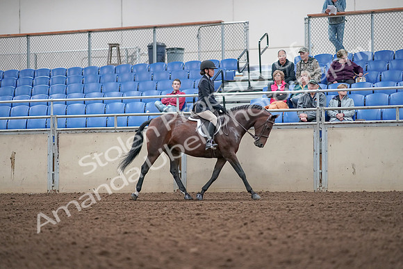 2019 Morgan Horse Show - Aug 31, 2019 - 19682