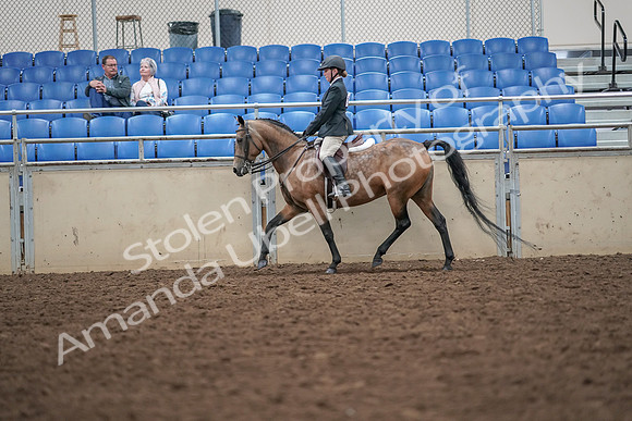 2019 Morgan Horse Show - Aug 30, 2019 - 20046