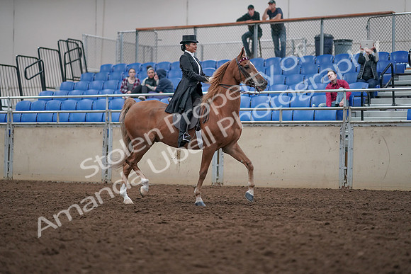 2019 Morgan Horse Show - Aug 31, 2019 - 20715
