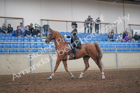 2019 Morgan Horse Show - Aug 31, 2019 - 20384