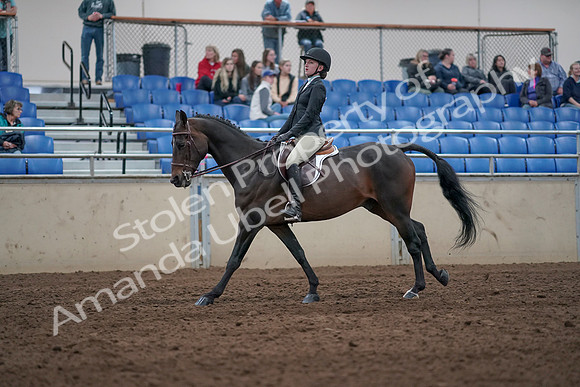 2019 Morgan Horse Show - Aug 31, 2019 - 20643