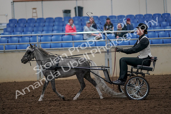 2019 Morgan Horse Show - Aug 30, 2019 - 13290
