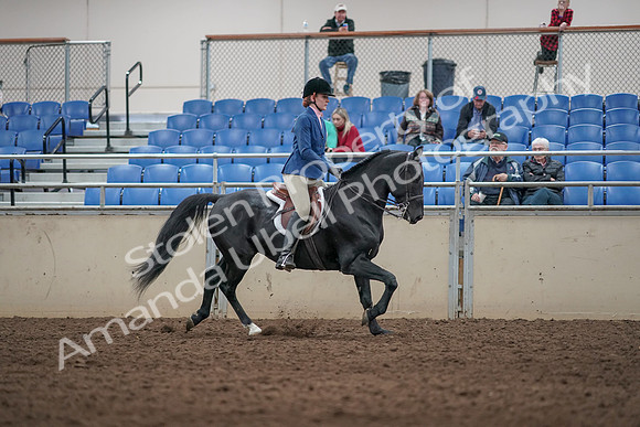 2019 Morgan Horse Show - Aug 31, 2019 - 07400