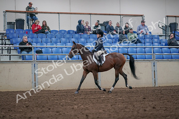 2019 Morgan Horse Show - Aug 31, 2019 - 19432