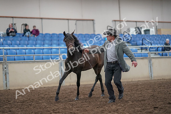 2019 Morgan Horse Show - Aug 31, 2019 - 03378