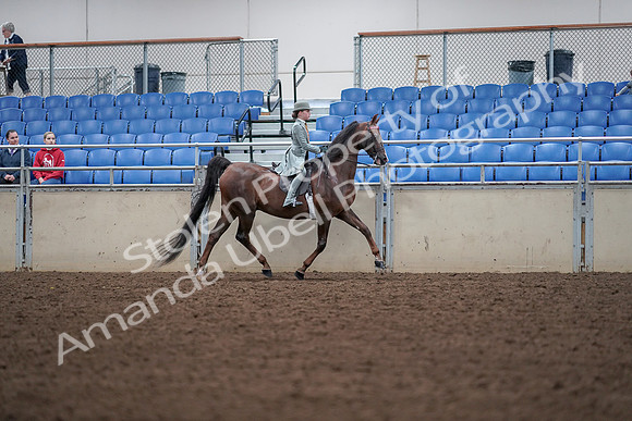 2019 Morgan Horse Show - Aug 30, 2019 - 18121
