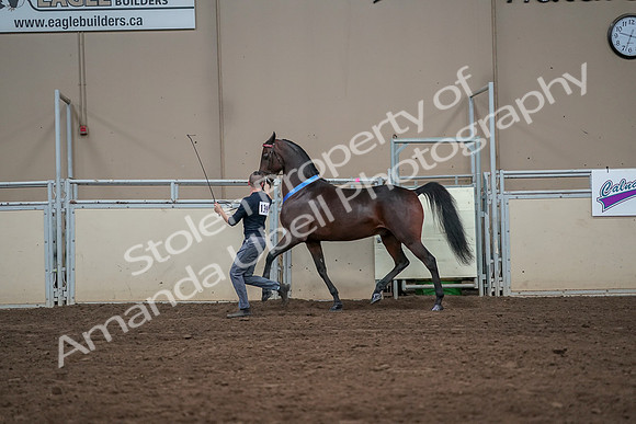 2019 Morgan Horse Show - Aug 31, 2019 - 01434