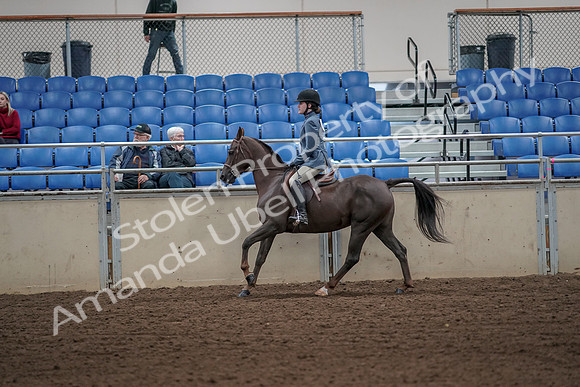 2019 Morgan Horse Show - Aug 31, 2019 - 05052