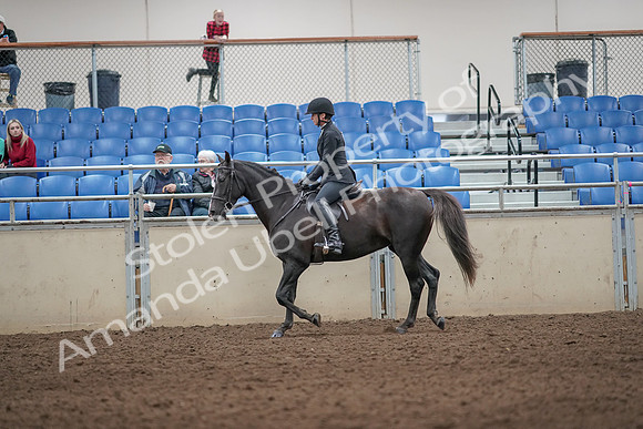 2019 Morgan Horse Show - Aug 31, 2019 - 07192