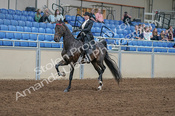 2020 - AB Morgan Horse - Fri, Sept 04 - 11333