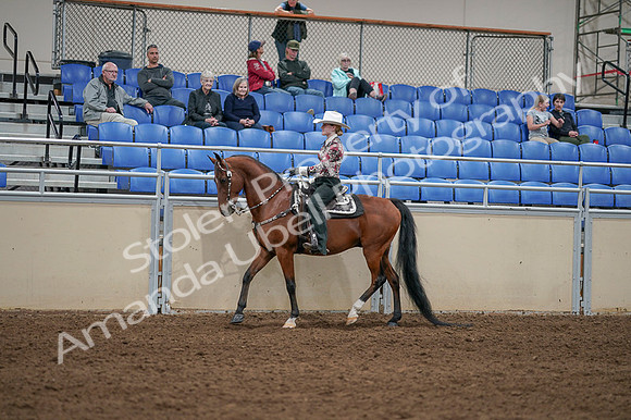 2020 - AB Morgan Horse - Fri, Sept 04 - 08310