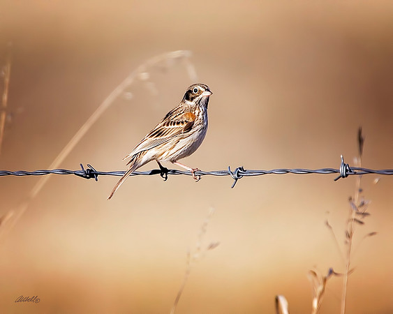 Birds - 266