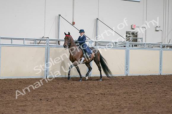 2020 - AB Morgan Horse - Sat, Sept 05 - 04904