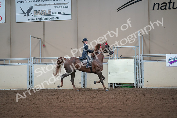 2019 Morgan Horse Show - Aug 30, 2019 - 17972