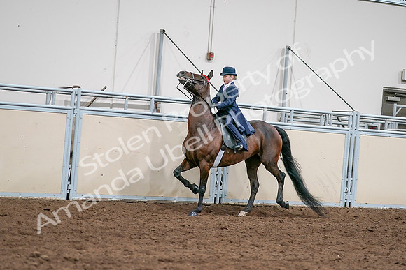 2020 - AB Morgan Horse - Sat, Sept 05 - 04806