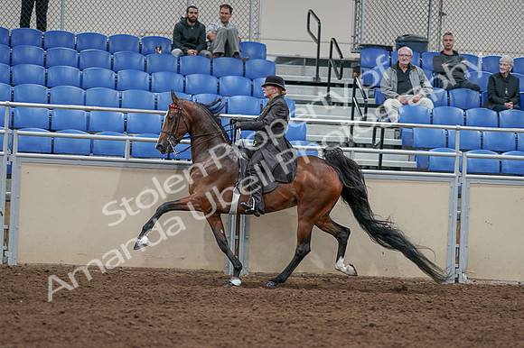 2020 - AB Morgan Horse - Fri, Sept 04 - 09773