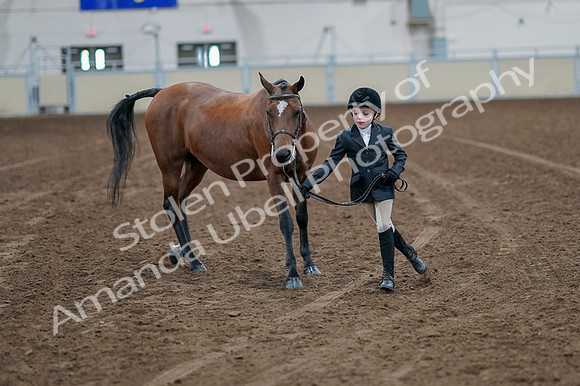 2020 - AB Morgan Horse - Fri, Sept 04 - 00905
