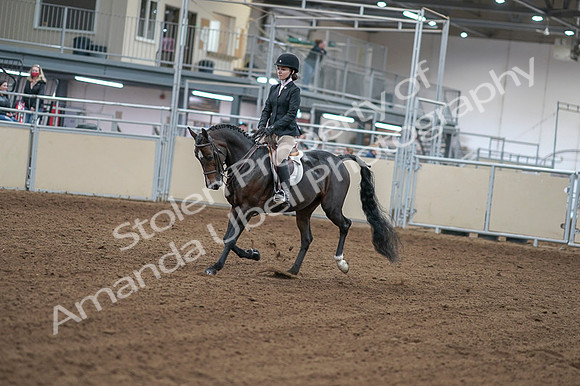 2020 - AB Morgan Horse - Fri, Sept 04 - 05795