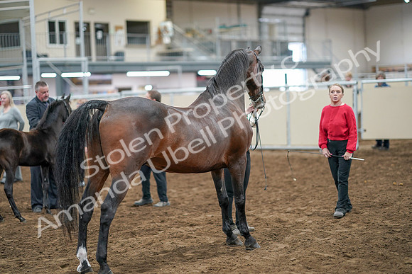 2020 - AB Morgan Horse - Sat, Sept 05 - 00742