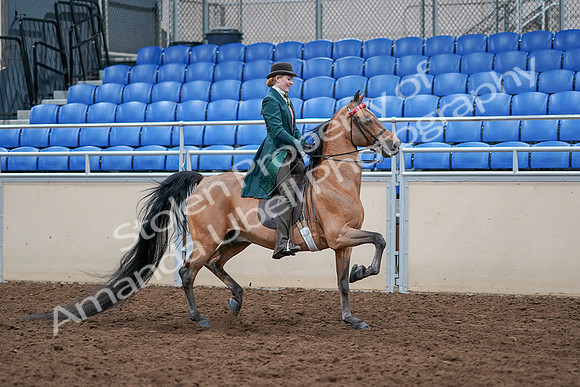 2020 - AB Morgan Horse - Sat, Sept 05 - 13875