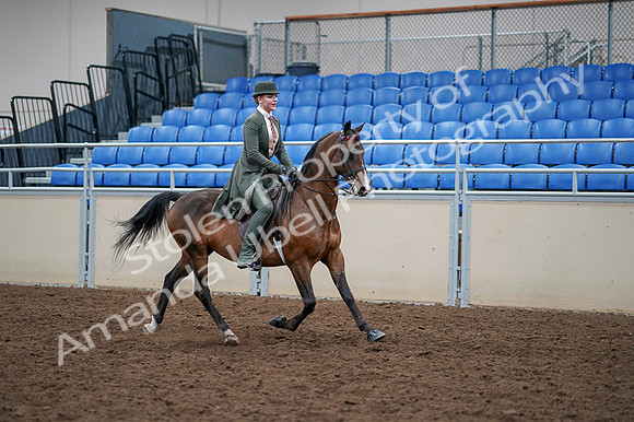 2020 - AB Morgan Horse - Fri, Sept 04 - 03427