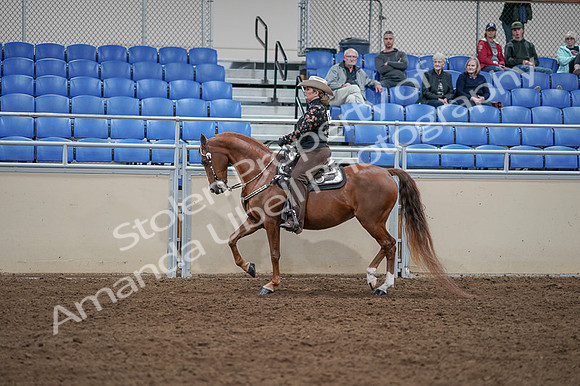 2020 - AB Morgan Horse - Fri, Sept 04 - 08345
