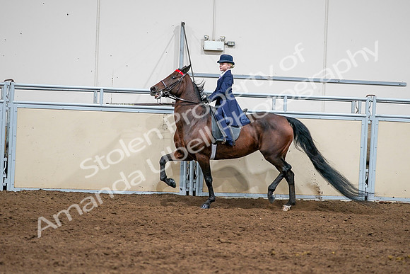 2020 - AB Morgan Horse - Sun, Sept 06 - 08153