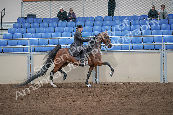 2020 - AB Morgan Horse - Fri, Sept 04 - 09824