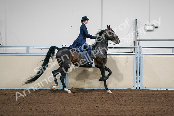 2020 - AB Morgan Horse - Sat, Sept 05 - 06316