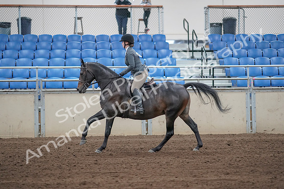 2019 Morgan Horse Show - Sept 01, 2019 - 11004