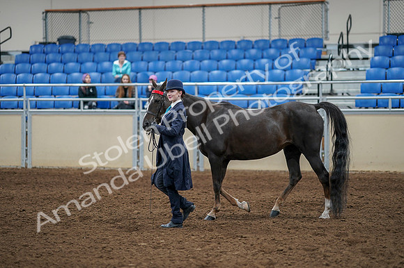 2020 - AB Morgan Horse - Fri, Sept 04 - 00871