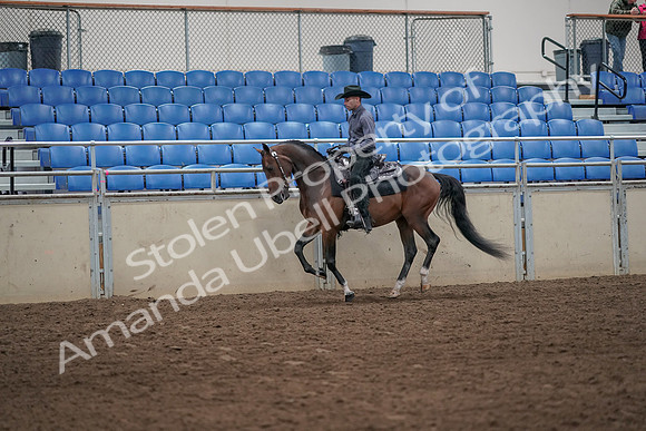 2019 Morgan Horse Show - Aug 31, 2019 - 06095