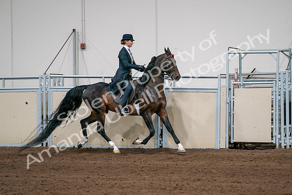 2020 - AB Morgan Horse - Sat, Sept 05 - 06414