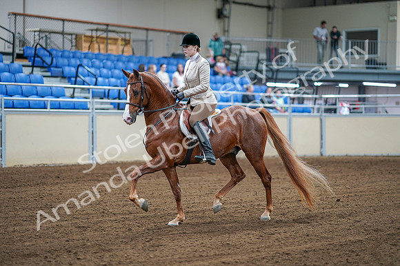 2020 - AB Morgan Horse - Fri, Sept 04 - 01514
