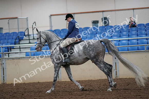 2019 Morgan Horse Show - Aug 30, 2019 - 16388