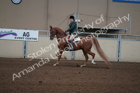 2019 Morgan Horse Show - Sept 01, 2019 - 12224
