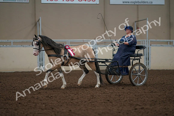 2019 Morgan Horse Show - Aug 31, 2019 - 04612
