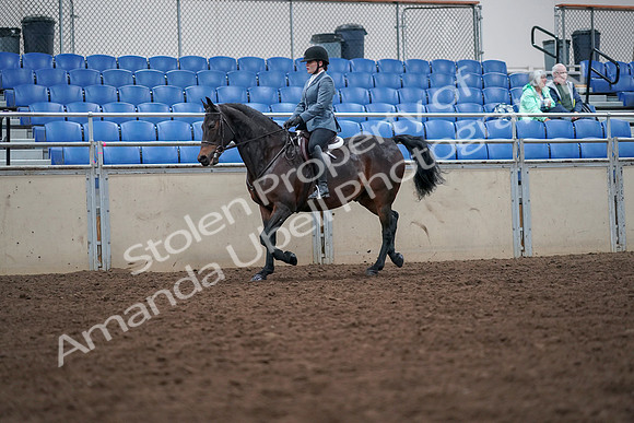 2019 Morgan Horse Show - Aug 30, 2019 - 18318