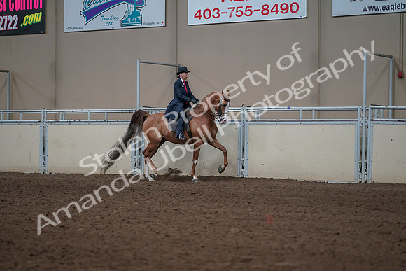 2019 Morgan Horse Show - Sept 01, 2019 - 12001
