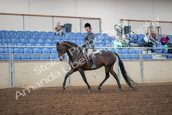 2019 Morgan Horse Show - Aug 30, 2019 - 13877