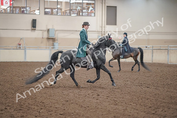 2019 Morgan Horse Show - Aug 30, 2019 - 15621