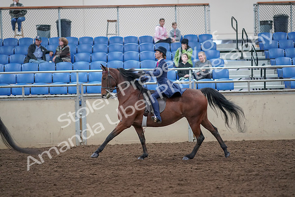 2019 Morgan Horse Show - Aug 31, 2019 - 09462