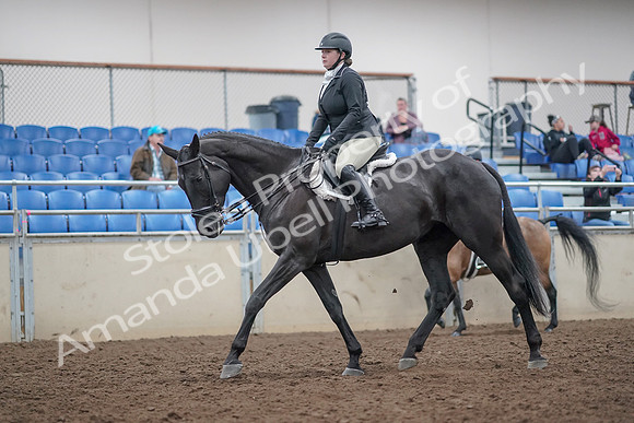 2019 Morgan Horse Show - Aug 31, 2019 - 14906