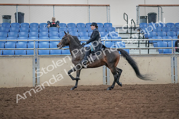 2019 Morgan Horse Show - Aug 30, 2019 - 15557