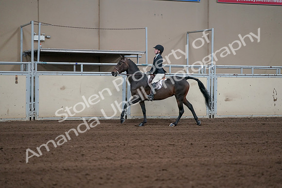 2019 Morgan Horse Show - Sept 01, 2019 - 03761