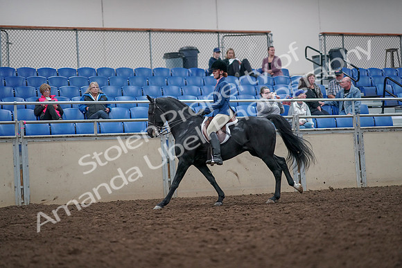 2019 Morgan Horse Show - Aug 31, 2019 - 16687