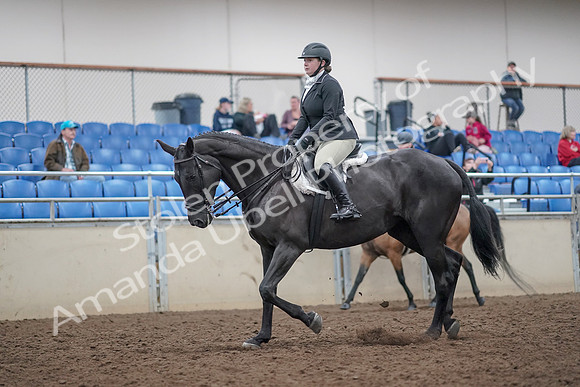 2019 Morgan Horse Show - Aug 31, 2019 - 14902